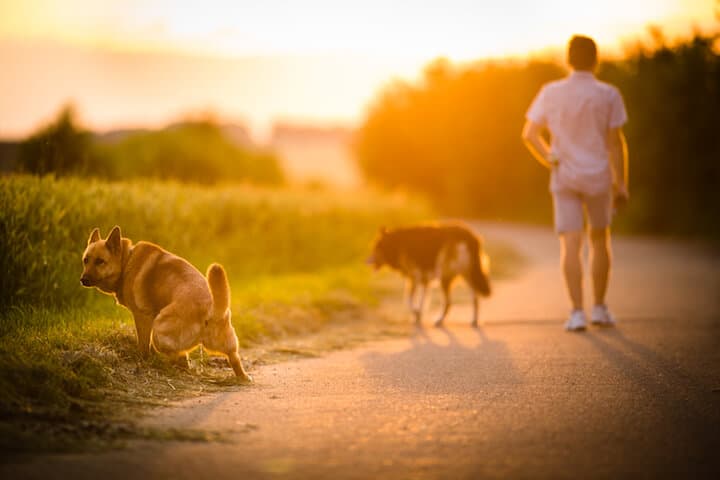 Mann beim Spaziergang mit Hunden | © panthermedia.net / lightpoet