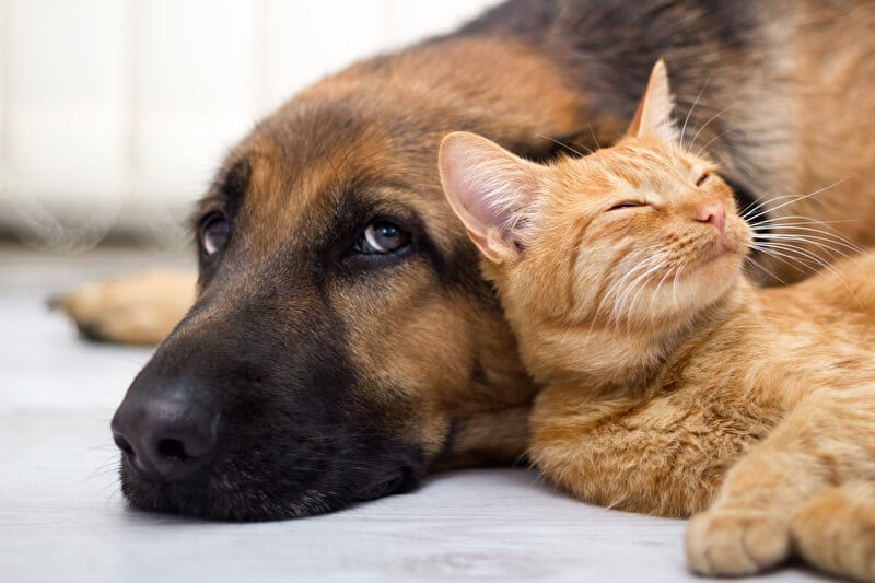 Passendes Futter für Hund und Katze | © PantherMedia / pyotr021